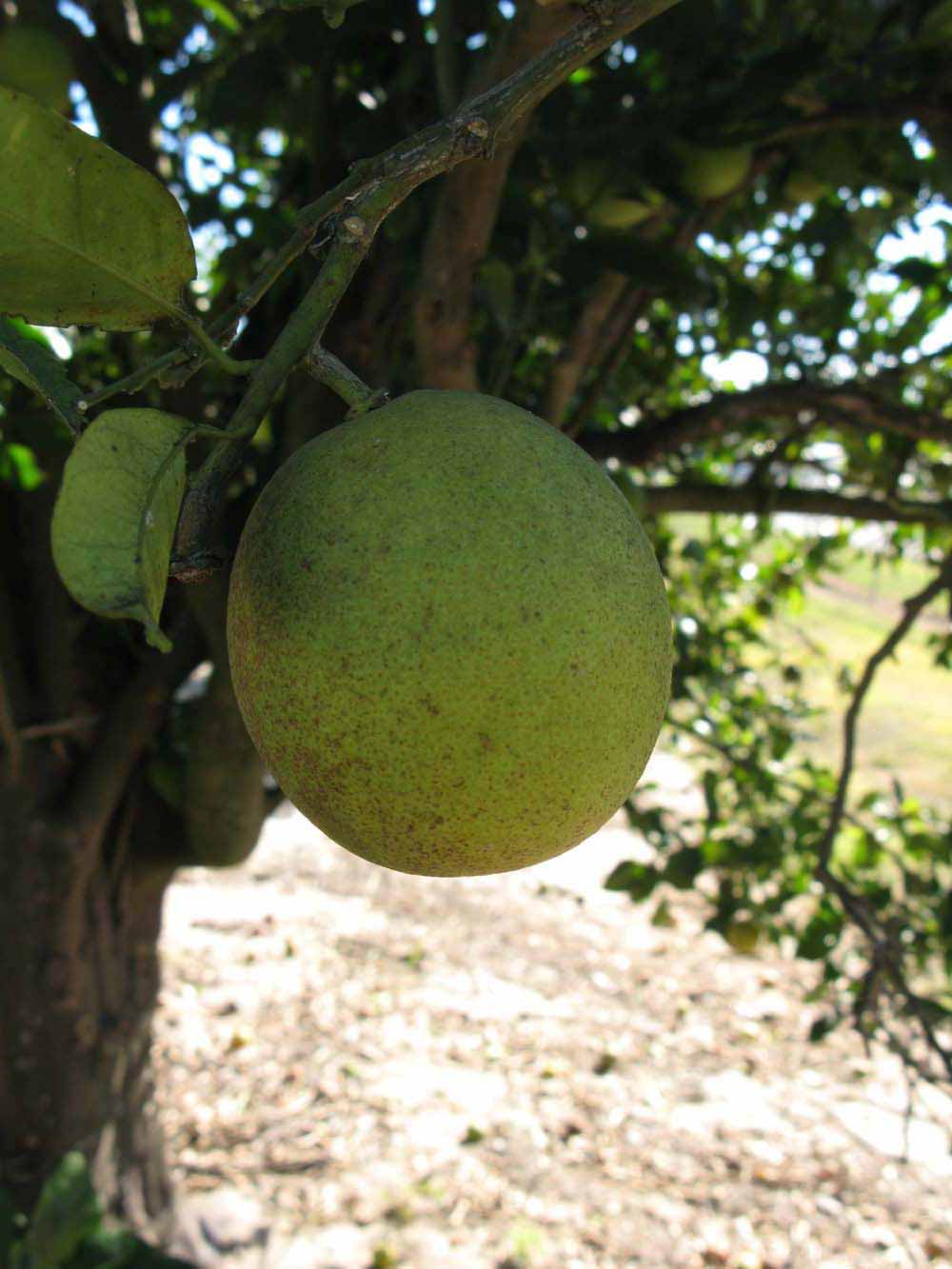            Immature fruit (Sanguinelli, Winter Haven, FL)   